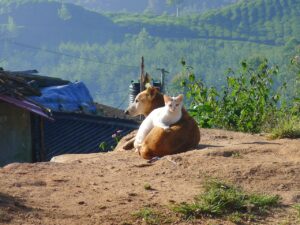friendship, cat, dog-114502.jpg