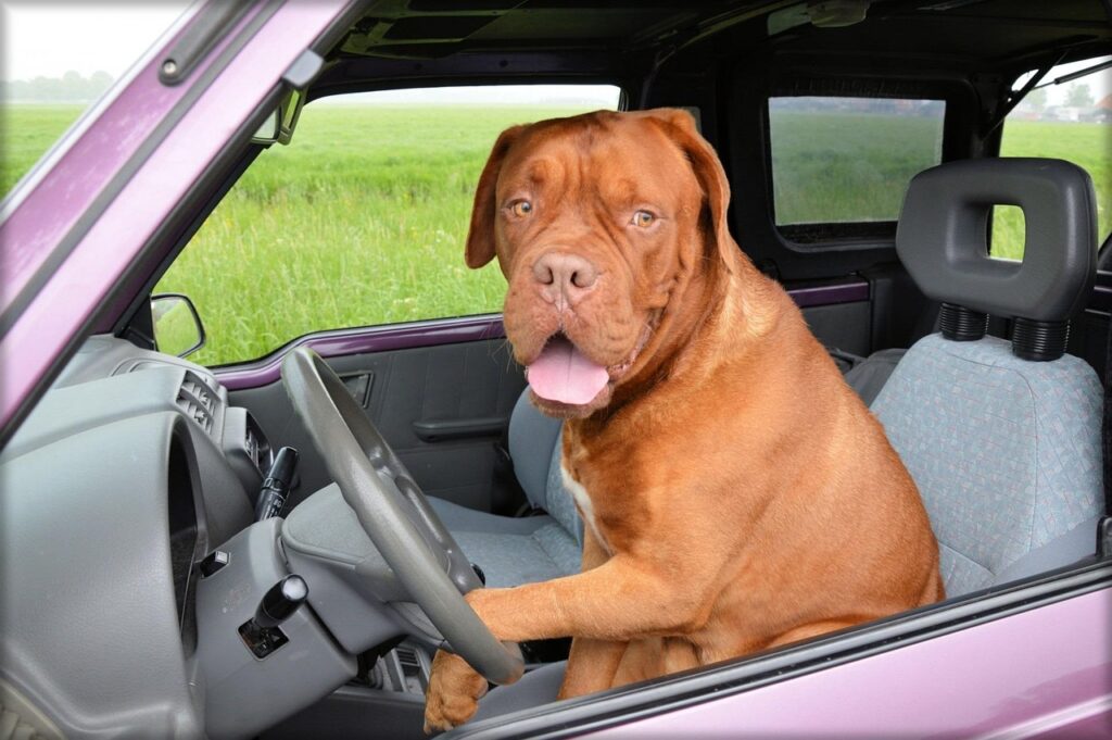 dog, animal, car wallpapers, dogue de bordeaux, pet, car, driving, steering-165210.jpg