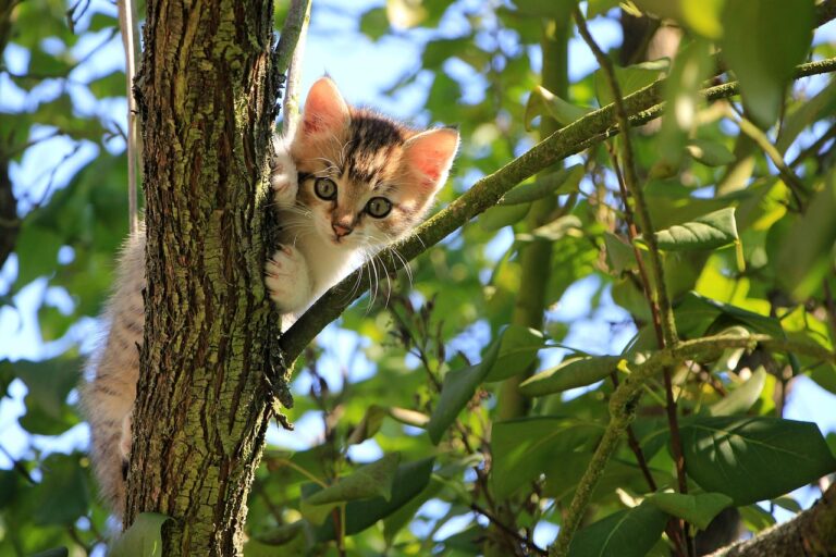 cat, kitten, tree, curious, tabby, feline, animal, domestic, domestic cat, nature, cat portrait, pet, curious cat, mammal-1647775.jpg