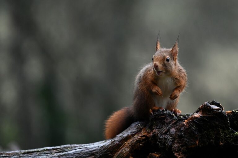 red squirrel, squirrel, animal, rodent, mammal, wildlife, nature, fall, autumn, branch, red squirrel, squirrel, squirrel, squirrel, squirrel, squirrel, autumn-6867103.jpg